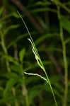 Roan Mountain sedge